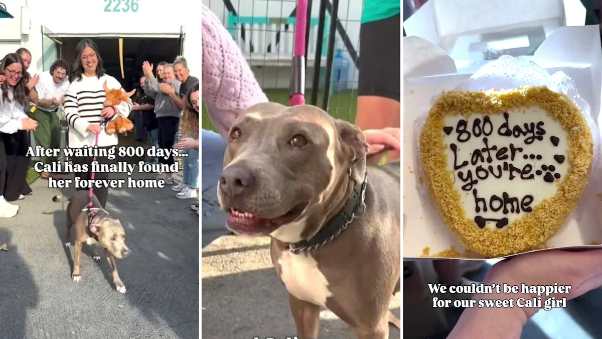 Her 11 puppies found homes quickly. Then, 800 days later, this pit bull mix got hers