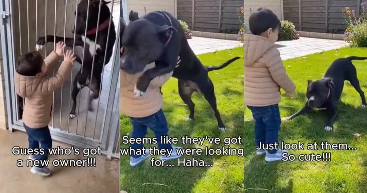Rescue Dog’s Instant Bond With Little Boy Becomes the Reason She Finds a Home