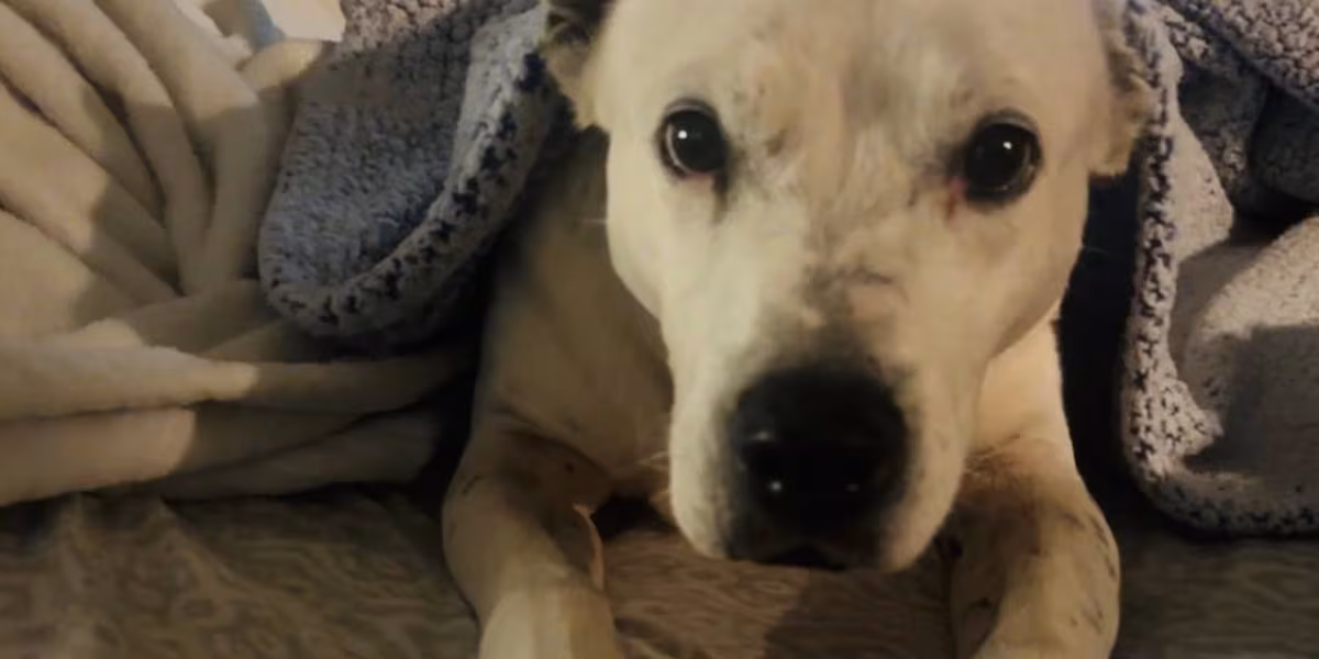 Senior dog finds forever home after more than a decade at Humane Society of Odessa