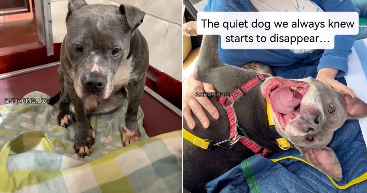 ‘Heartbroken’ Senior Shelter Dog Gets His Freedom Ride After Adoption