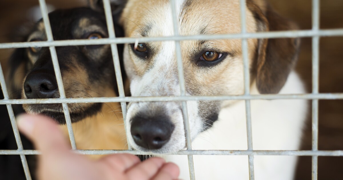 Adopt a pet for $70 or less at Peninsula Regional Animal Shelter through July 26