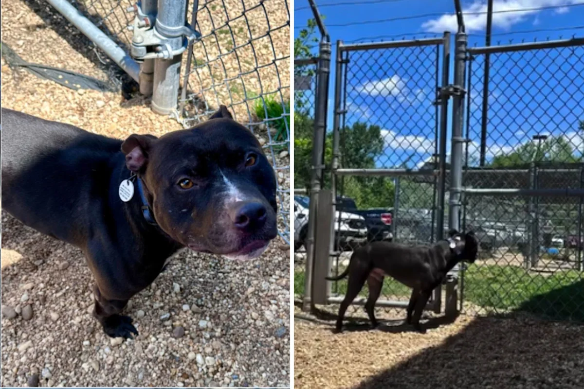 Shelter Dog Was Ready for Adopters, Then Staff Get Text That Changed Everything