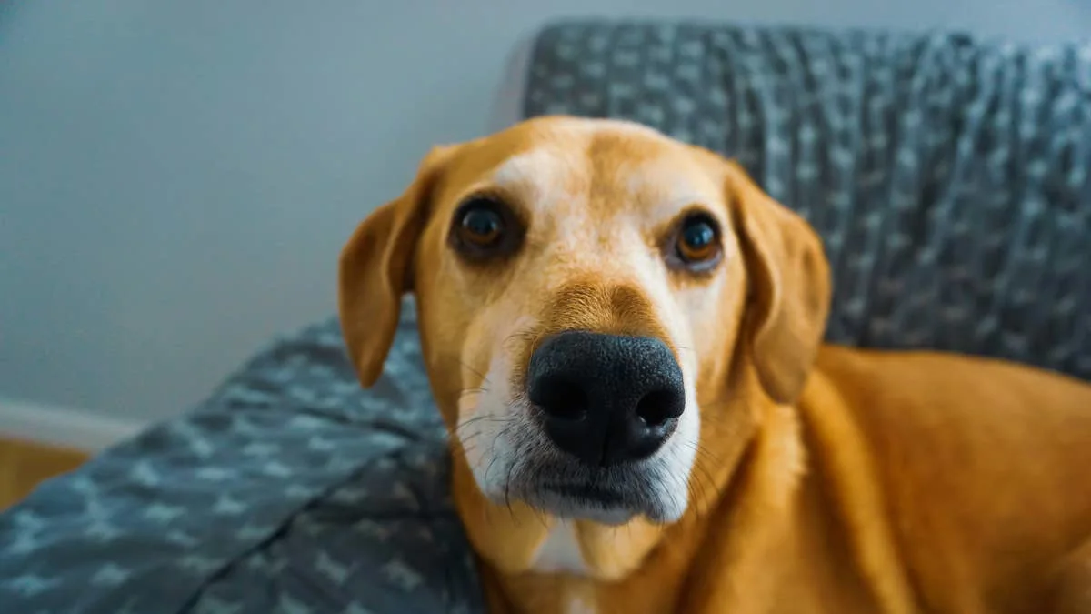 Senior Shelter Dog 'Grandma Ziggy' Discovered Her Inner Puppy After Adoption